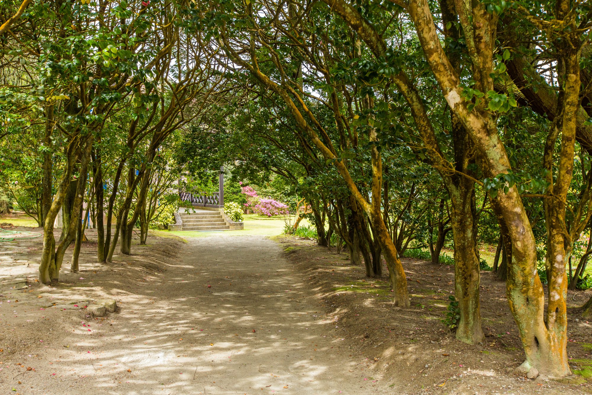 Camellia-lined garden path in winter bloom